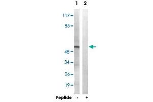 Western blot analysis of extracts from HT-29 cells, using APLF polyclonal antibody . (APLF Antikörper  (Ser116))