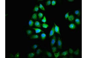 Immunofluorescence staining of Hela cells with ABIN7149388 at 1:33, counter-stained with DAPI. (NUBP2 Antikörper  (AA 54-170))