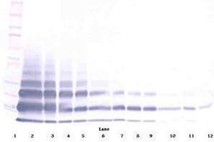 Image no. 4 for anti-Resistin Like beta (RETNLB) antibody (ABIN465495) (RETNLB Antikörper)