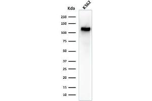 Western Blot Analysis of K562 cell lysate using CD43 Mouse Monoclonal Antibody (SPN/1094). (CD43 Antikörper)