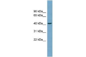 WB Suggested Anti-DNAJC25 Antibody Titration:  0. (DNAJC25 Antikörper  (Middle Region))