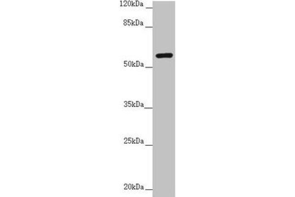CEP57 Antikörper  (AA 1-240)