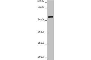 CEP57 antibody  (AA 1-240)