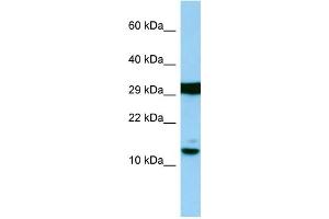Host: Rabbit Target Name: H2AFJ Sample Type: RPMI-8226 Whole Cell lysates Antibody Dilution: 1. (H2AFJ Antikörper  (N-Term))