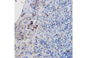 Immunohistochemistry of paraffin-embedded human tonsil using IL17A Rabbit pAb (ABIN6128129, ABIN6142315, ABIN6142317 and ABIN6216088) at dilution of 1:200 (40x lens). (Interleukin 17a Antikörper  (AA 24-155))