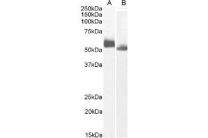 (ABIN6391353) (0. (IRF4 Antikörper  (AA 393-407))