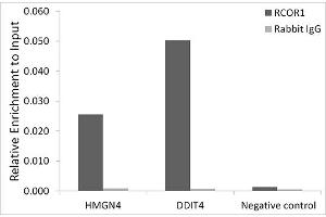Chromatin immunoprecipitation analysis of extracts of HepG2 cells, using CoREST/RCOR1 antibody (ABIN6128626, ABIN6146830, ABIN6146831 and ABIN6216621) and rabbit IgG. (CoREST Antikörper  (AA 256-485))
