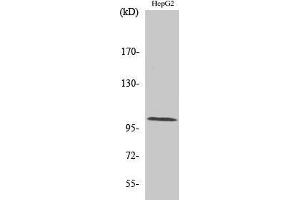 Western Blotting (WB) image for anti-Actinin, alpha 2/3 (ACTN2/3) (N-Term) antibody (ABIN3173667) (ACTN2/3 Antikörper  (N-Term))