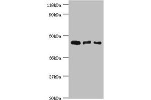 Western blot All lanes: Calreticulin-3 antibody at 4 μg/mL Lane 1: Hela whole cell lysate Lane 2: HepG2 whole cell lysate Lane 3: Rat gonad tissue Secondary Goat polyclonal to rabbit IgG at 1/10000 dilution Predicted band size: 45 kDa Observed band size: 45 kDa (Calreticulin 3 Antikörper  (AA 135-384))