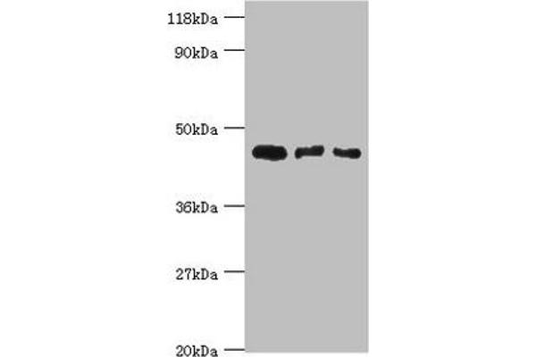 Calreticulin 3 Antikörper  (AA 135-384)