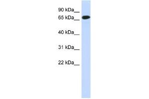 Western Blotting (WB) image for anti-Chromosome 1 Open Reading Frame 65 (C1ORF65) antibody (ABIN2459621) (C1orf65 Antikörper)