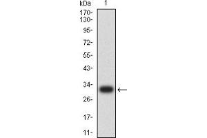 Western blot analysis using CD137 mAb against human CD137 (AA: 214-255) recombinant protein. (CD137 Antikörper  (AA 214-255))