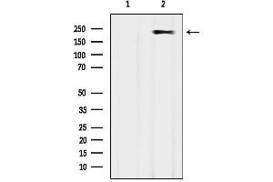 Western blot analysis of lysates from COS-7, using MYH2 Antibody.