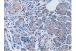 IHC-P analysis of Human Pancreas Tissue, with DAB staining. (PON3 Antikörper  (AA 2-354))