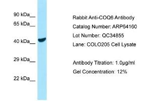 Western Blotting (WB) image for anti-Coenzyme Q6, Monooxygenase (COQ6) (C-Term) antibody (ABIN2789753) (COQ6 Antikörper  (C-Term))