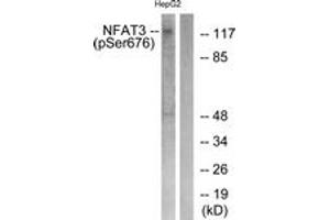 Western blot analysis of extracts from HepG2 cells treated with Ca2+ 40uM 30', using NFAT3 (Phospho-Ser676) Antibody. (NFATC4 Antikörper  (pSer676))