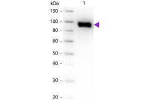 Western blot of Goat Anti-Plasminogen primary antibody. (PLG Antikörper)