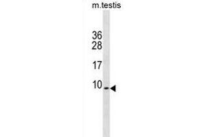 PDE6H Antibody (Center) (ABIN1881645 and ABIN2838789) western blot analysis in mouse testis tissue lysates (35 μg/lane). (PDE6H Antikörper  (AA 4-33))