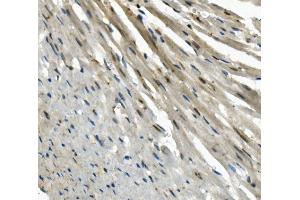 IHC analysis of EAPP using anti-EAPP antibody (ABIN7599214). (EAPP Antikörper  (AA 1-285))