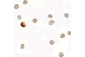 Immunohistochemistry (IHC) image for anti-Succinate Dehydrogenase Complex Assembly Factor 1 (SDHAF1) (C-Term) antibody (ABIN1030650) (SDHAF1 Antikörper  (C-Term))