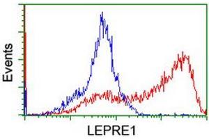 HEK293T cells transfected with either RC222535 overexpress plasmid (Red) or empty vector control plasmid (Blue) were immunostained by anti-LEPRE1 antibody (ABIN2455936), and then analyzed by flow cytometry. (LEPRE1 Antikörper)
