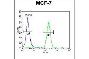 Flow cytometric analysis of MCF-7 cells (right histogram) compared to a negative control cell (left histogram). (THOC7 Antikörper  (C-Term))
