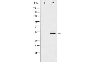 Western blot analysis of CDC2 expression in HepG2 whole cell lysates,The lane on the left is treated with the antigen-specific peptide. (CDK1 Antikörper  (N-Term))