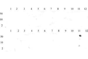 Histone H3 dimethyl Lys36 antibody (pAb) tested by dot blot analysis.