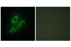 Immunofluorescence (IF) image for anti-serine Incorporator 2 (SERINC2) (C-Term) antibody (ABIN1849918) (SERINC2 Antikörper  (C-Term))