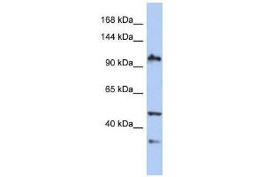 XAB2 antibody used at 0. (XAB2 Antikörper  (N-Term))