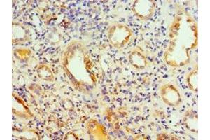Immunohistochemistry of paraffin-embedded human kidney tissue using ABIN7142036 at dilution of 1:100