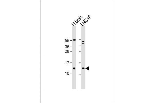 C18orf32 Antikörper  (AA 26-58)