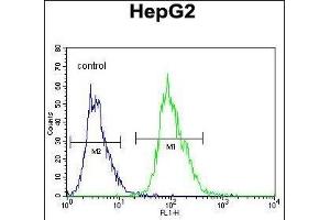 OR4K5 Antibody (C-term) (ABIN655937 and ABIN2845329) flow cytometric analysis of HepG2 cells (right histogram) compared to a negative control cell (left histogram). (OR4K5 Antikörper  (C-Term))