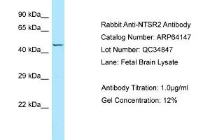 Western Blotting (WB) image for anti-Neurotensin Receptor 2 (NTSR2) (C-Term) antibody (ABIN2789746)