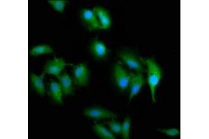 Immunofluorescence staining of Hela cells with ABIN7169791 at 1:200, counter-stained with DAPI. (SLC2A4RG Antikörper  (AA 1-100))
