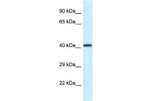 WB Suggested Anti-P2rx2 Antibody   Titration: 1. (P2RX2 Antikörper  (Middle Region))