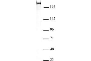 Chd5 antibody (mAb) (Clone 5A10) tested by Western blot. (CHD5 Antikörper  (C-Term))