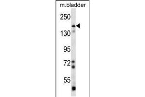 Western blot analysis in mouse bladder tissue lysates (35ug/lane). (BAI1 Antikörper  (C-Term))