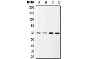 Western blot analysis of c-SRC (pY419) expression in HEK293T EGF-treated (A), COLO205 (B), Raw264. (Src Antikörper  (C-Term, pTyr419))
