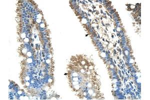 ALDH4A1 antibody was used for immunohistochemistry at a concentration of 4-8 ug/ml to stain Epithelial cells of intestinal villus (arrows) in Human Intestine. (ALDH4A1 Antikörper  (N-Term))