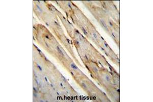 GAS1 Antibody immunohistochemistry analysis in formalin fixed and paraffin embedded mouse heart tissue tissue followed by peroxidase conjugation of the secondary antibody and DAB staining. (GAS1 Antikörper  (N-Term))