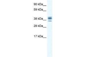 Western Blotting (WB) image for anti-ESX Homeobox 1 (ESX1) antibody (ABIN2461431) (ESX Homeobox 1 Antikörper)