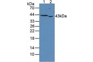Figure. (PTPRJ Antikörper  (AA 1061-1293))