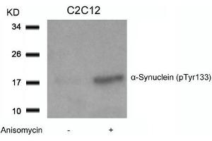 Western blot analysis of extracts from C2C12 cells untreated or treated with Anisomycin using a-Synuclein(Phospho-Tyr133) Antibody. (SNCA Antikörper  (pTyr133))