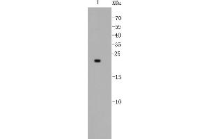Lane 1: MCF-7 lysates probed with Bad (5D4) Monoclonal Antibody  at 1:500. (BAD Antikörper)