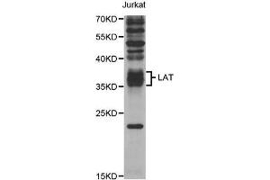 Western Blotting (WB) image for anti-Linker For Activation of T Cells (LAT) antibody (ABIN1876851) (LAT Antikörper)