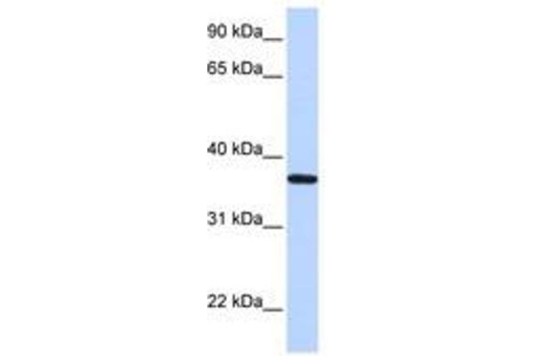 LCN12 anticorps  (AA 36-85)
