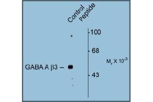 Western blot of Rat hippocampal lysate showing specific immunolabeling of the ~53k GABAAB3 protein phosphorylated at Serine408/409 (Control). (GABRB3 Antikörper  (pSer408, pSer409))