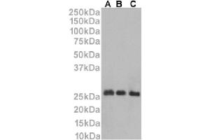 Western Blot using anti-CD53 antibody HD77. (Rekombinanter CD53 Antikörper)