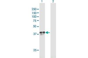 Western Blot analysis of SLC29A1 expression in transfected 293T cell line by SLC29A1 MaxPab polyclonal antibody. (SLC29A1 Antikörper  (AA 1-456))